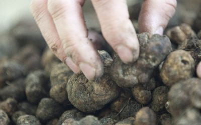 Italian Truffle: a gold mine