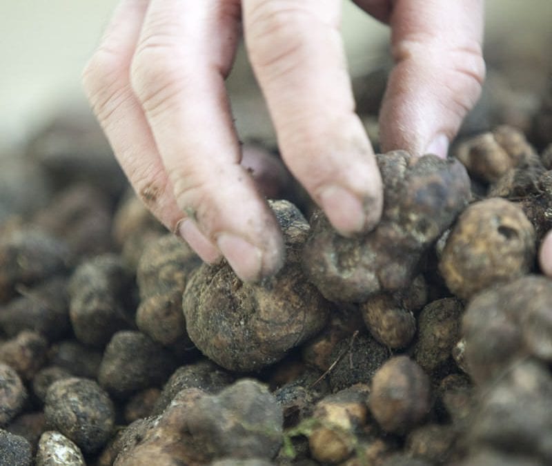 Italian Truffle: a gold mine